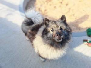 Fizz - Female Keeshond Photo