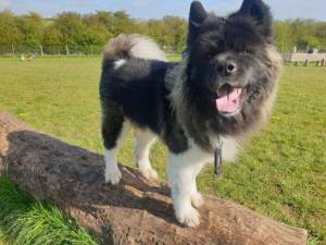 Teddy - Male Akita Photo