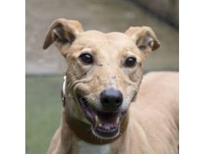 Wanda - Female Lurcher Photo