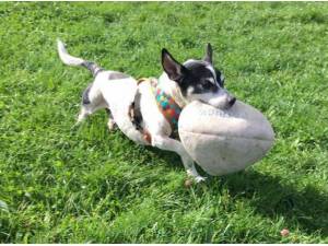 CORBY - Jack Russell Terrier Photo