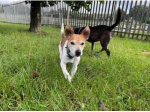 TOFFEE - Jack Russell Terrier Photo