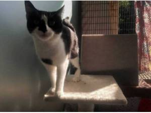 LUNA - Domestic Shorthair
crossbreed Photo