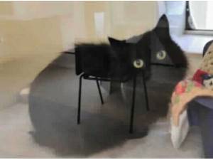 FRANKIE - Domestic Longhair
crossbreed Photo