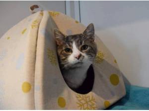 DOMINIC - Domestic Shorthair
crossbreed Photo