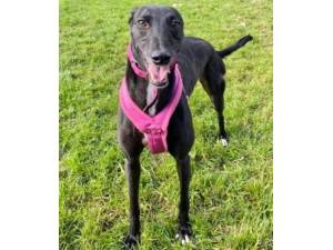 Tessie - Female Greyhound Photo