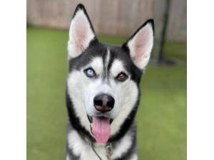 Apache - Male Siberian Husky Photo