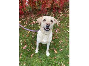 Bebe - Female Lab Cross Photo