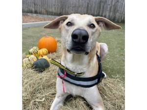 Dobby - Male A Crossbreed Photo