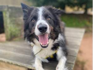 Josh - Male Border Collie Photo