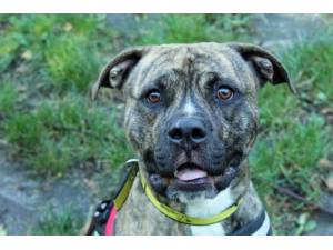 Kane - Male American Bulldog Photo