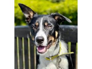 Rex - Male Border Collie Photo
