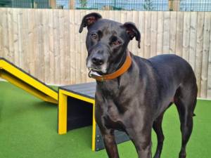 Sabrina - Female Lurcher Photo