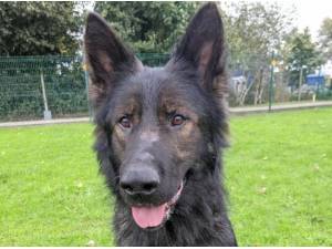 THOR - German Shepherd Photo
