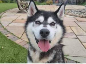 JAKE - Husky (Siberian) Photo
