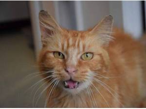 RUFUS - Domestic Shorthair
crossbreed Photo