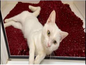 OLAF - Domestic Shorthair
crossbreed Photo