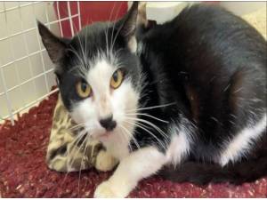 SYLVESTER - Domestic Shorthair
crossbreed Photo