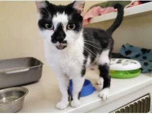 LIBERTY - Domestic Shorthair
crossbreed Photo