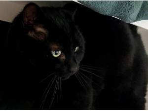 CHARLIE - Domestic Shorthair
crossbreed Photo