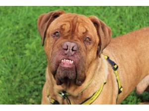 Boris - Male Dogue De Bordeaux Photo