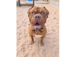 Bruno - Male Dogue De Bordeaux Photo