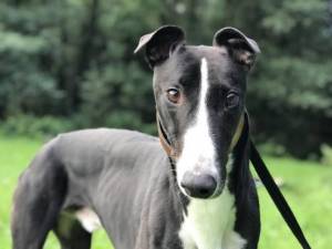 Chase (Monroe Mike) - Male Greyhound Photo