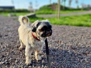 Finley - Male Shih Tzu Photo