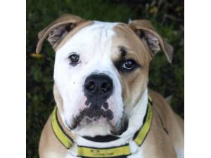 Loki - Male Bulldog: English Photo
