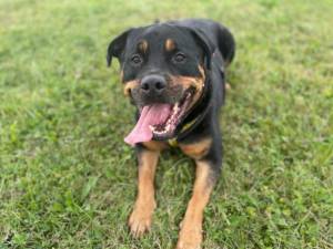 Loki Rottie - Male Rottweiler Photo