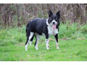 May - Female Border Collie Photo