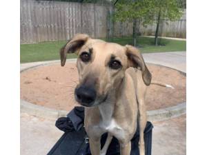 Penny - Female Lurcher Photo