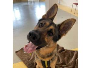 Rocco - Male German Shepherd Dog (GSD / Alsatian) Photo
