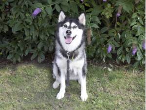 Sasha - Female Alaskan Malamute Photo