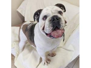Travis - Male Bulldog: English Photo