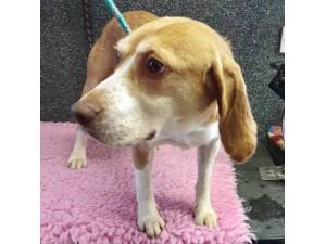 Truffle - Female Beagle Photo