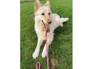 Honey - Female German Shepherd Dog Photo