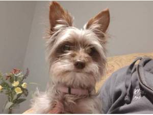 SHRIMP - Yorkshire Terrier Photo