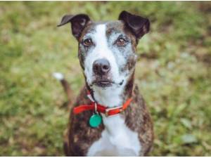 KELLY - Staffordshire Bull Terrier
crossbreed Photo