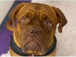 ZEUS - Dogue de Bordeaux Photo