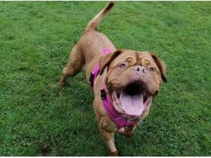 LOLA - Dogue de Bordeaux Photo