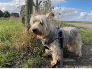BRAMBLE - Yorkshire Terrier Photo