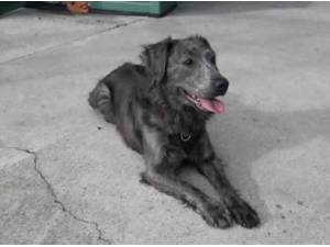 PEPPER - Crossbreed/Unknown Photo