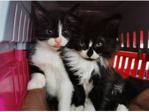 NEWT AND THESEUS - Domestic Longhair
crossbreed Photo