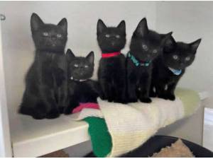 OKRA - Domestic Shorthair
crossbreed Photo