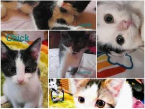 CUB - Domestic Shorthair
crossbreed Photo