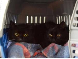 NOVA AND NYX - Domestic Longhair
crossbreed Photo