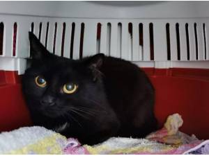 NERO - Domestic Longhair
crossbreed Photo