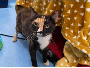 MITZY AND JACOB - Domestic Shorthair
crossbreed Photo