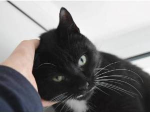BON BON - Domestic Shorthair
crossbreed Photo