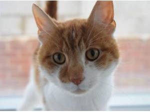 CUSTARD - Domestic Shorthair
crossbreed Photo